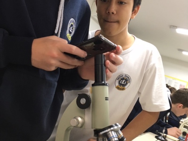 Lâminas no microscópio