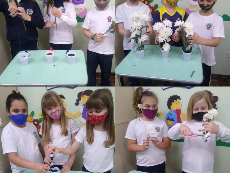 Aprender Ciências de forma prática e simples no 2º ano C