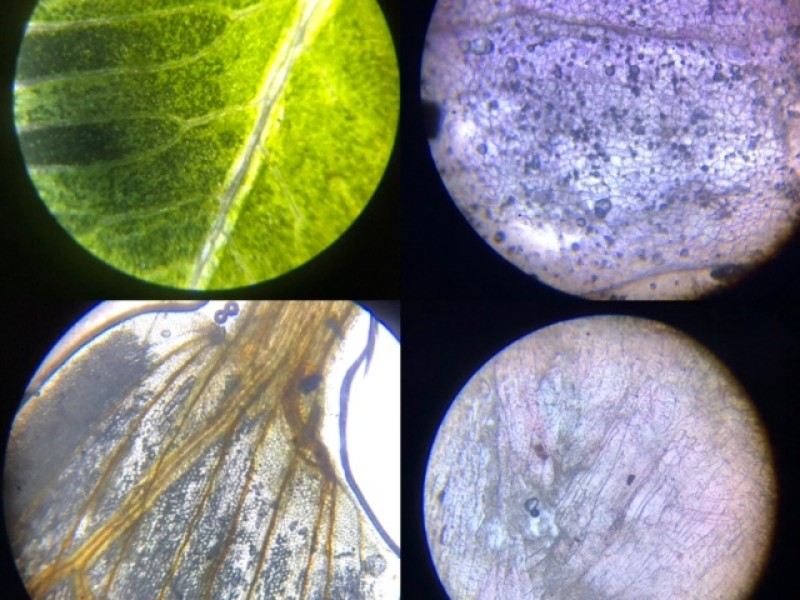 Lâminas para microscópio óptico