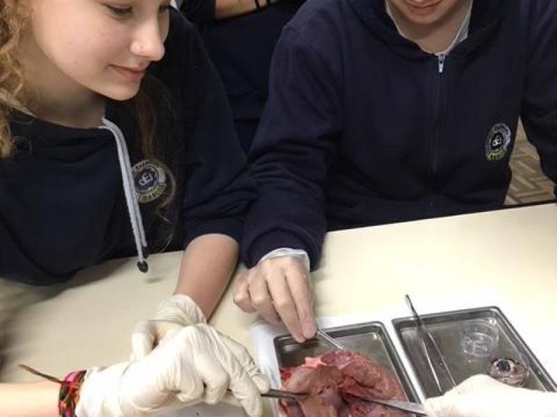 Aulas práticas de Ciências!