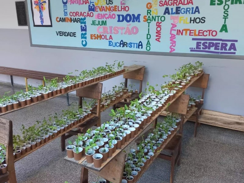 Nossos girassóis completaram 10 dias!